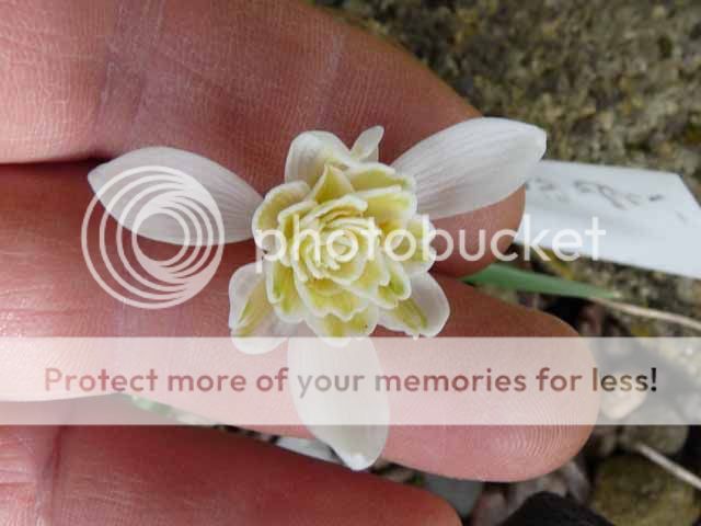 http://i703.photobucket.com/albums/ww32/Owdboggy/February%202015/Galanthus%20lady%20Elphinstone.jpg