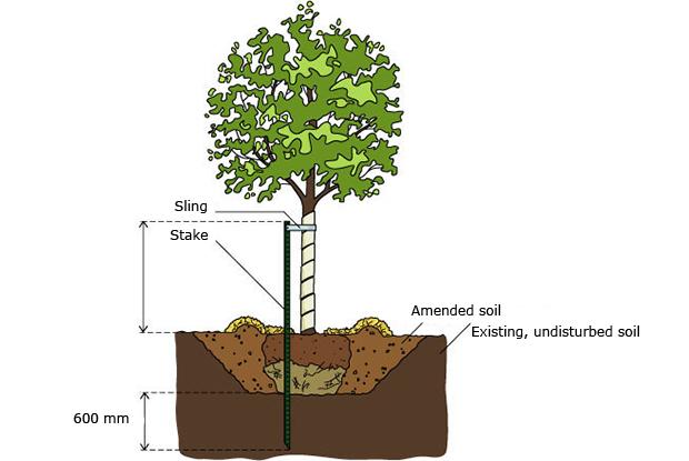 Image result for how to stake a leaning tree
