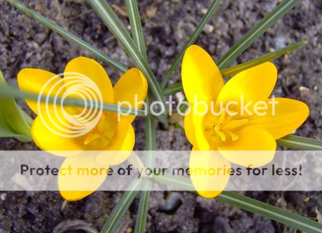 http://i1131.photobucket.com/albums/m551/lilylouise1/crocus004.jpg
