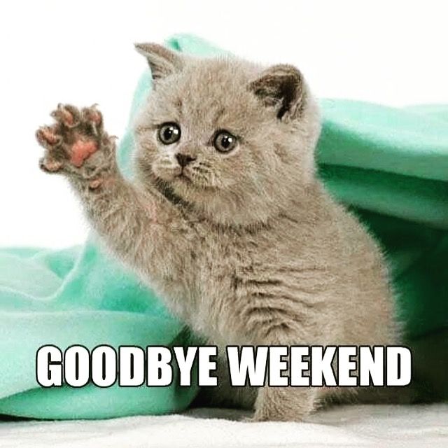 Goodbye SundayCBD Gummies anyone   Cute cat memes Funny