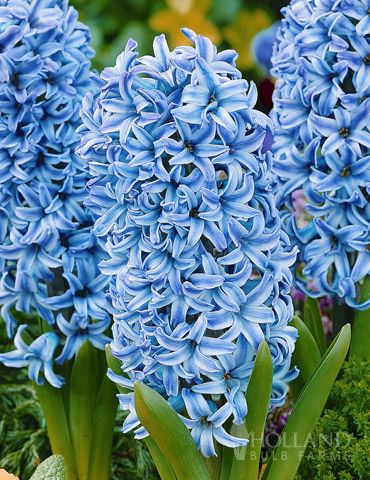 Cool and Calm Blue Collection in 2022  Blue hyacinth Beautiful flowers  Plants