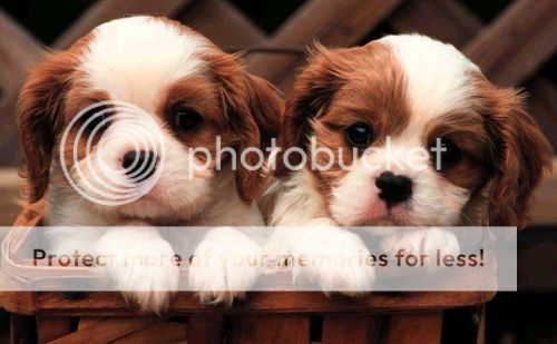 http://i1143.photobucket.com/albums/n627/thedogcody/puppies-rehoming.jpg