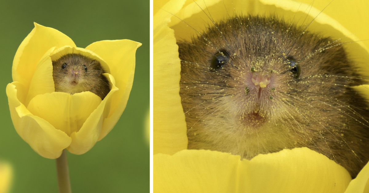 Image result for harvest mouse eating flower head