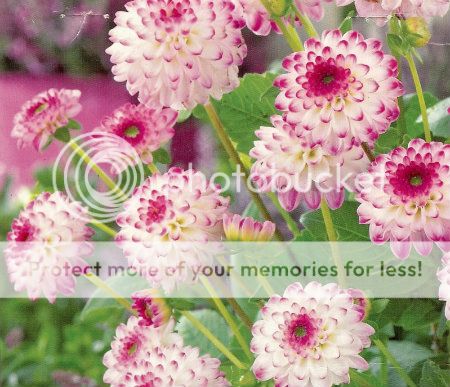 http://img.photobucket.com/albums/v11/otnorot/All%20plants/scan0011-1.jpg