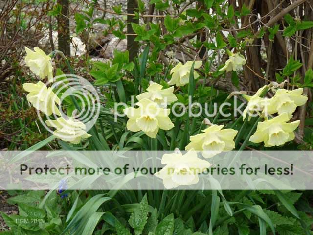 http://i703.photobucket.com/albums/ww32/Owdboggy/April%202013/AprilGarden2013016.jpg