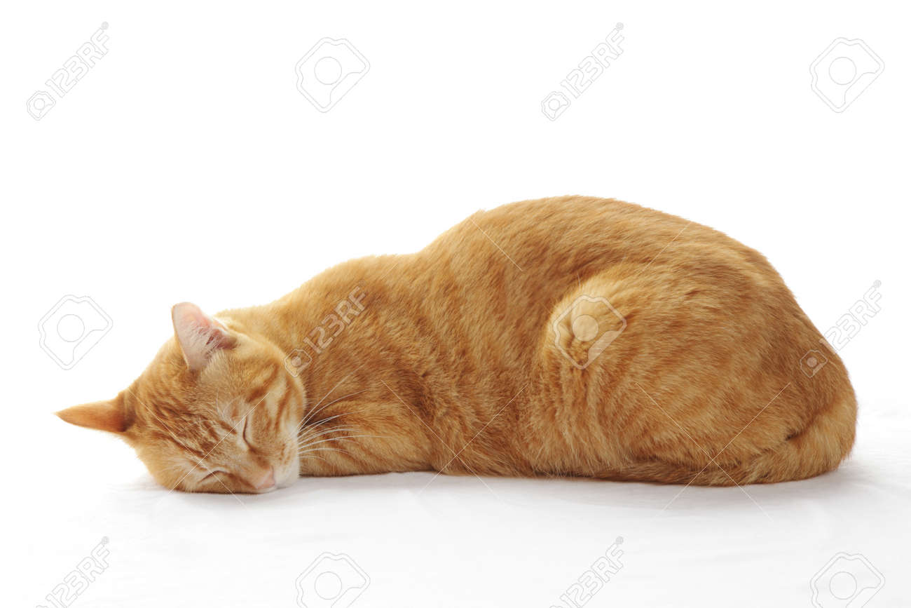Image result for Cat sleeping images
