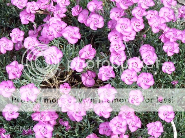 http://i703.photobucket.com/albums/ww32/Owdboggy/June%20misc%202015/June%20misc%202015%20005.jpg