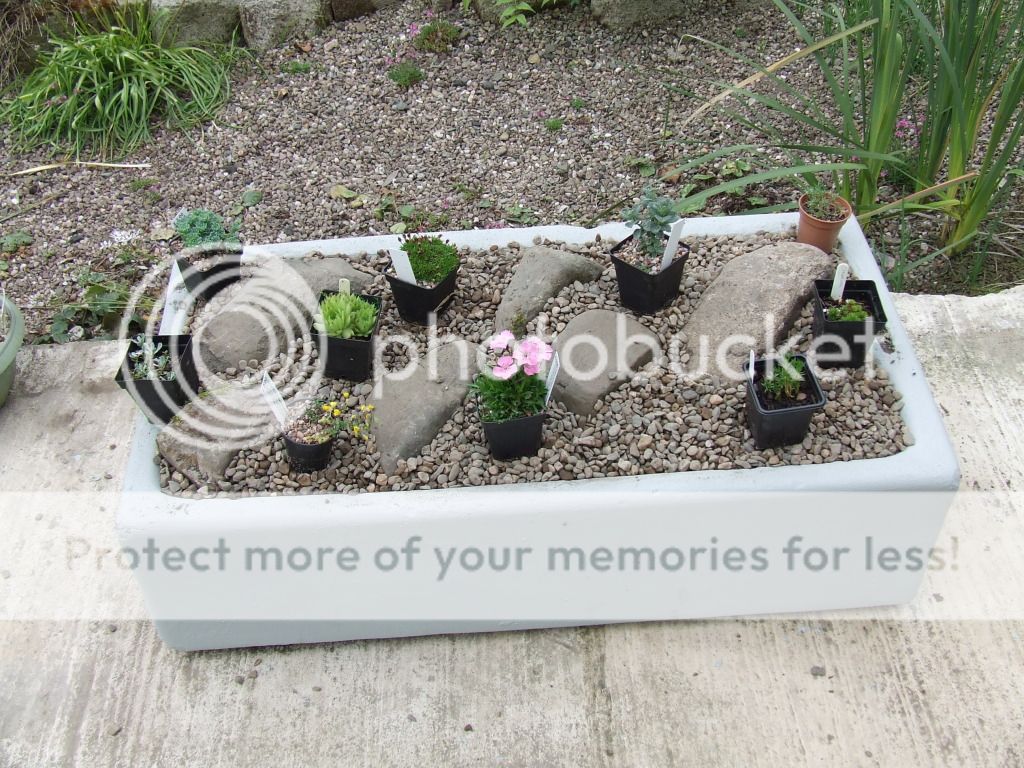 http://i703.photobucket.com/albums/ww32/Owdboggy/Sink%20garden/SouthportMay08etc030.jpg