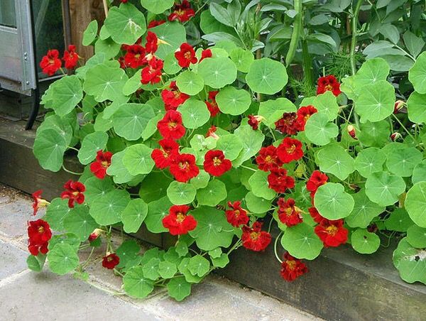 Nasturtium Empress of India Tropaeolum majus  Nasturtium Flower  seeds Planting flowers