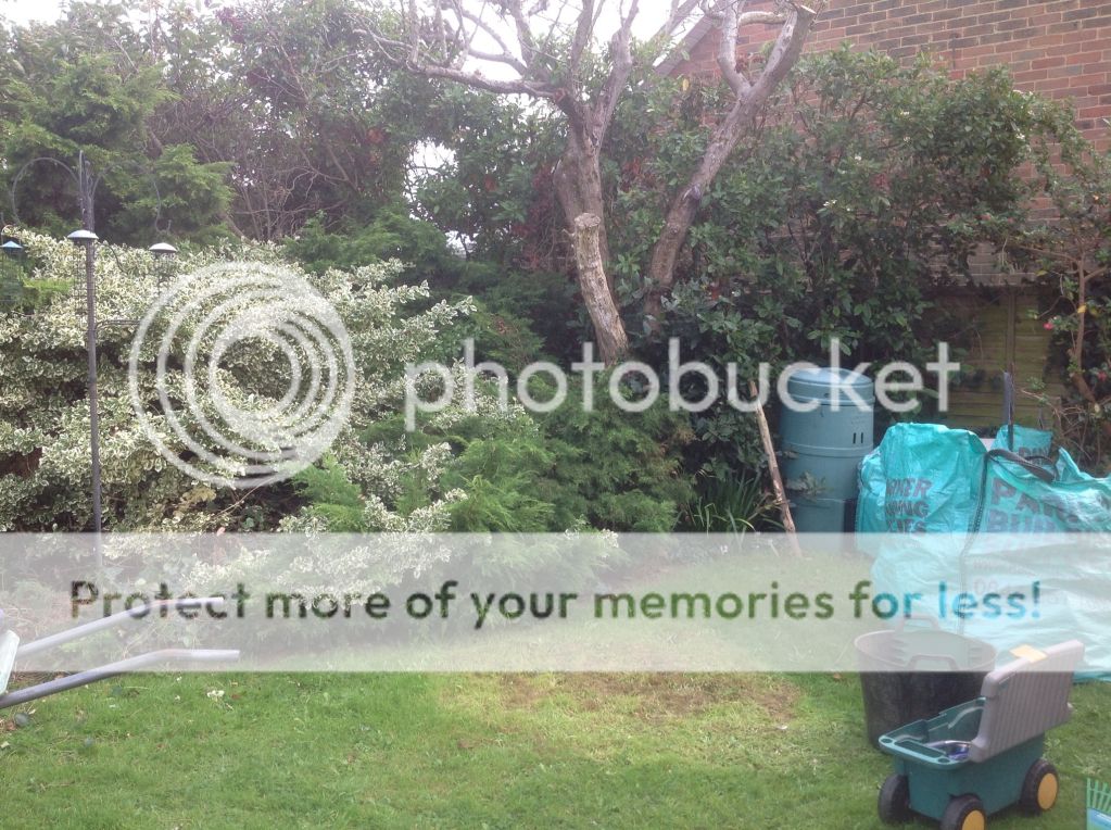 http://i1153.photobucket.com/albums/p501/Lyrad14/garden%20before/243cff58ccec7d814beba84bb198f668_zps36b648c5.jpg