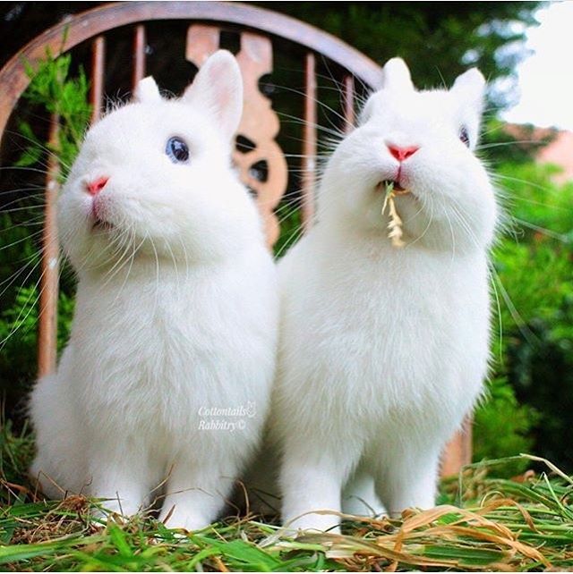 Bunnies