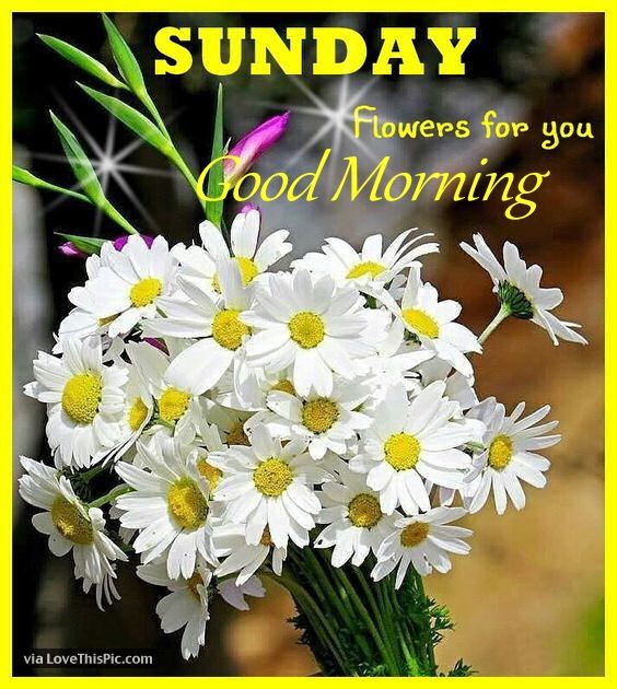 Sunday Flowers For You Good Morning Pictures Photos and Images