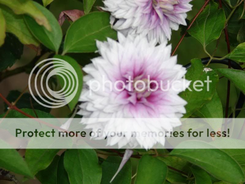 http://img.photobucket.com/albums/v11/otnorot/All%20plants/011-3.jpg