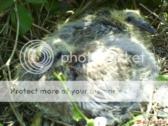 http://i1145.photobucket.com/albums/o502/lavenderlady1/Pigeons/PIGEONS15.jpg