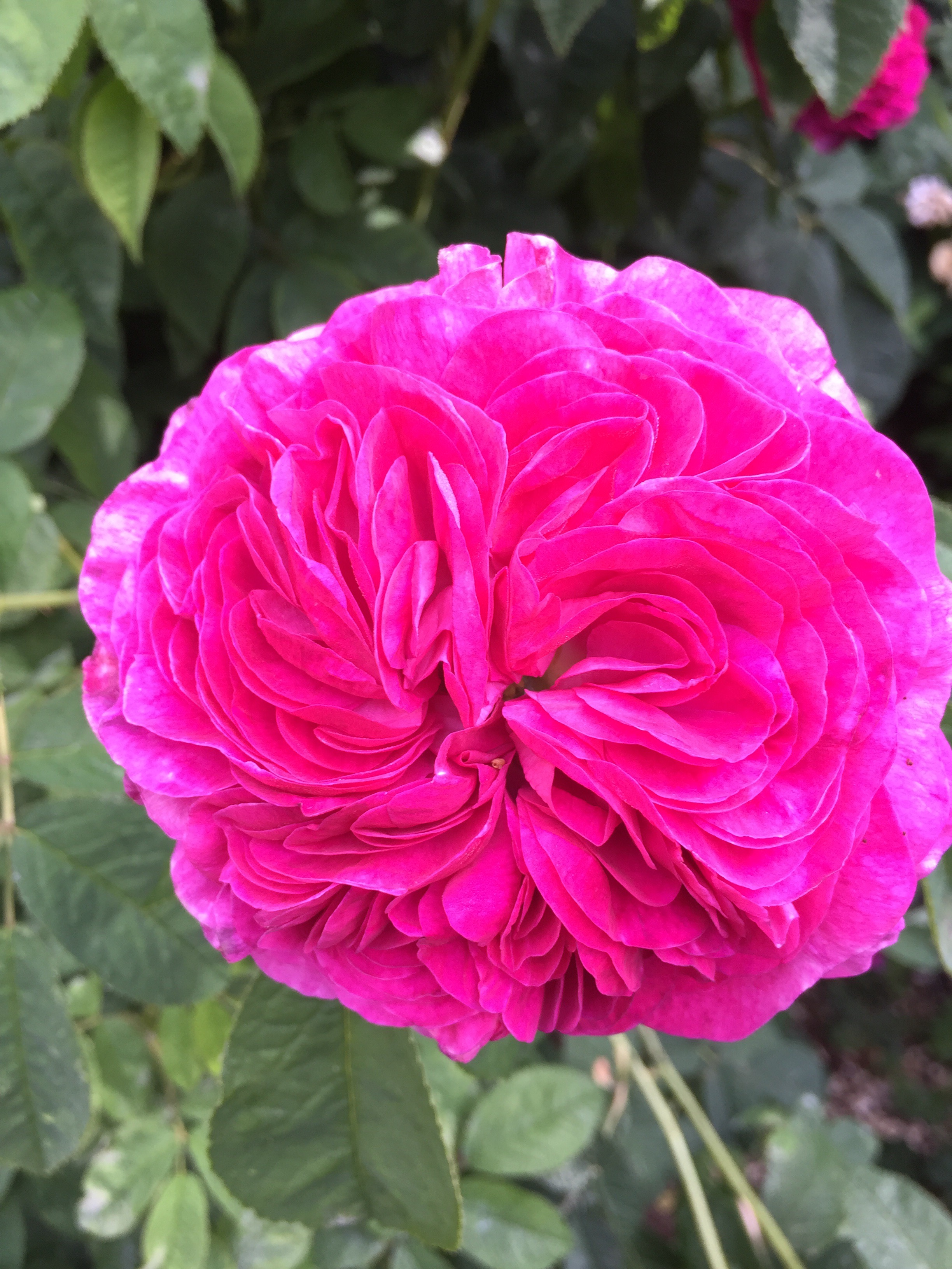 office gardener