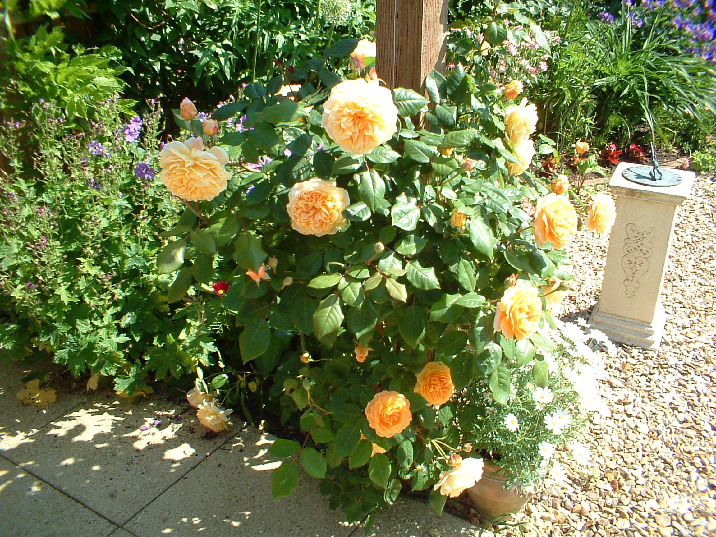 Lovetogarden