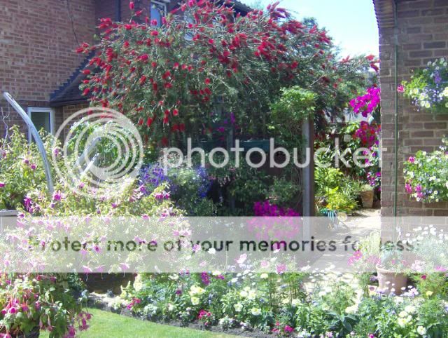 http://i50.photobucket.com/albums/f350/streptocarpus/garden972010015.jpg