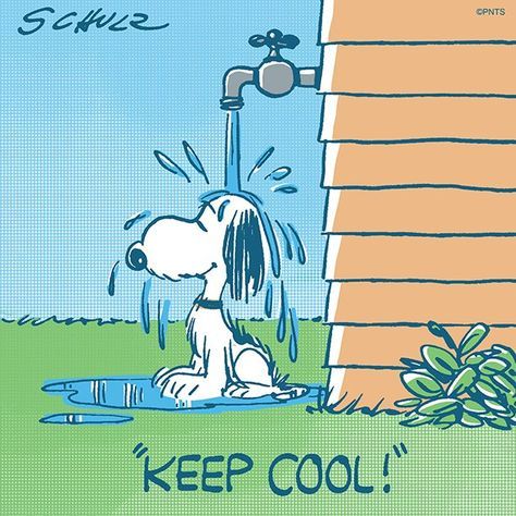 PEANUTS on Twitter  Snoopy Snoopy pictures Snoopy love