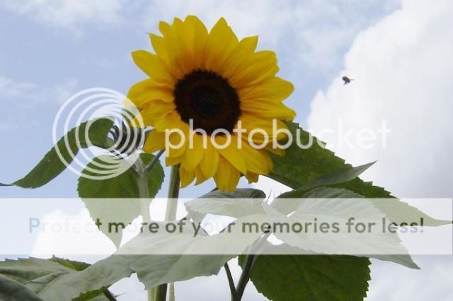 http://i1131.photobucket.com/albums/m551/lilylouise1/blueberriessunflowerswallbaskets066.jpg