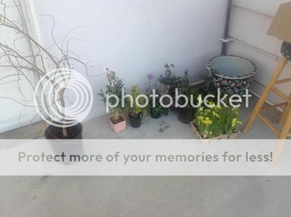 http://i688.photobucket.com/albums/vv241/jestein/photo6_zps59264218.jpg