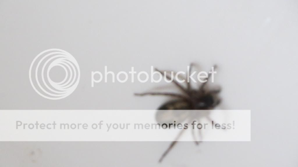 http://i1345.photobucket.com/albums/p677/LuluTheLurcher/003_zps52c39362.jpg
