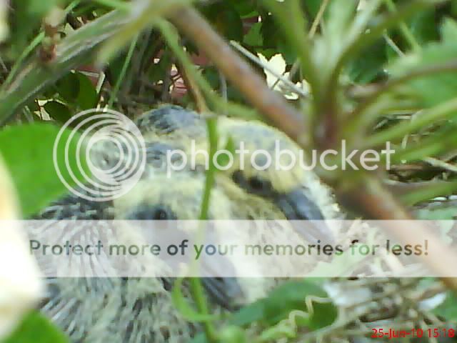 http://i1145.photobucket.com/albums/o502/lavenderlady1/Pigeons/PIGEONS14.jpg
