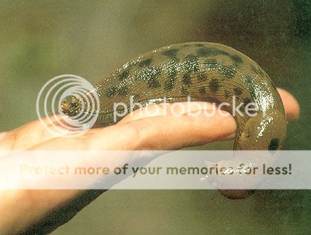 http://i1143.photobucket.com/albums/n627/thedogcody/bananaslug-01.jpg