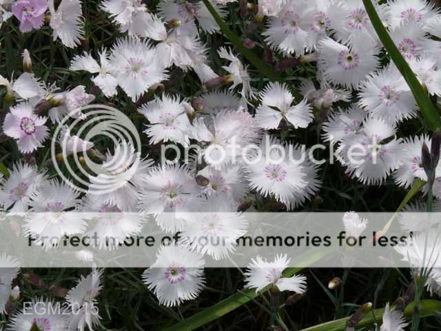 http://i703.photobucket.com/albums/ww32/Owdboggy/June%20misc%202015/June%20misc%202015%20004.jpg