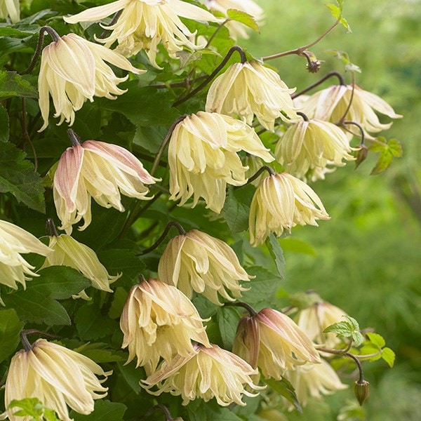 Buy RHS Chelsea Flower Show Plant of the Year 2016 - clematis group 1 Clematis  koreana Amber Wit141205 PBR 1784 Delivery by Crocus