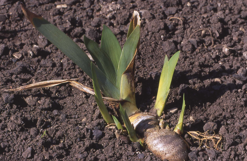 Image result for iris germanica rhizomes