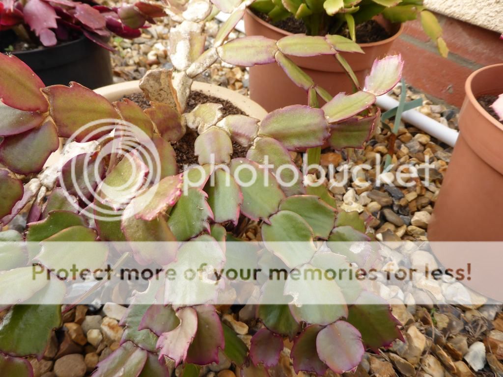 http://i24.photobucket.com/albums/c44/alicekonash/P1010330_zps1d687cb1.jpg