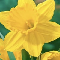 Daffodil59