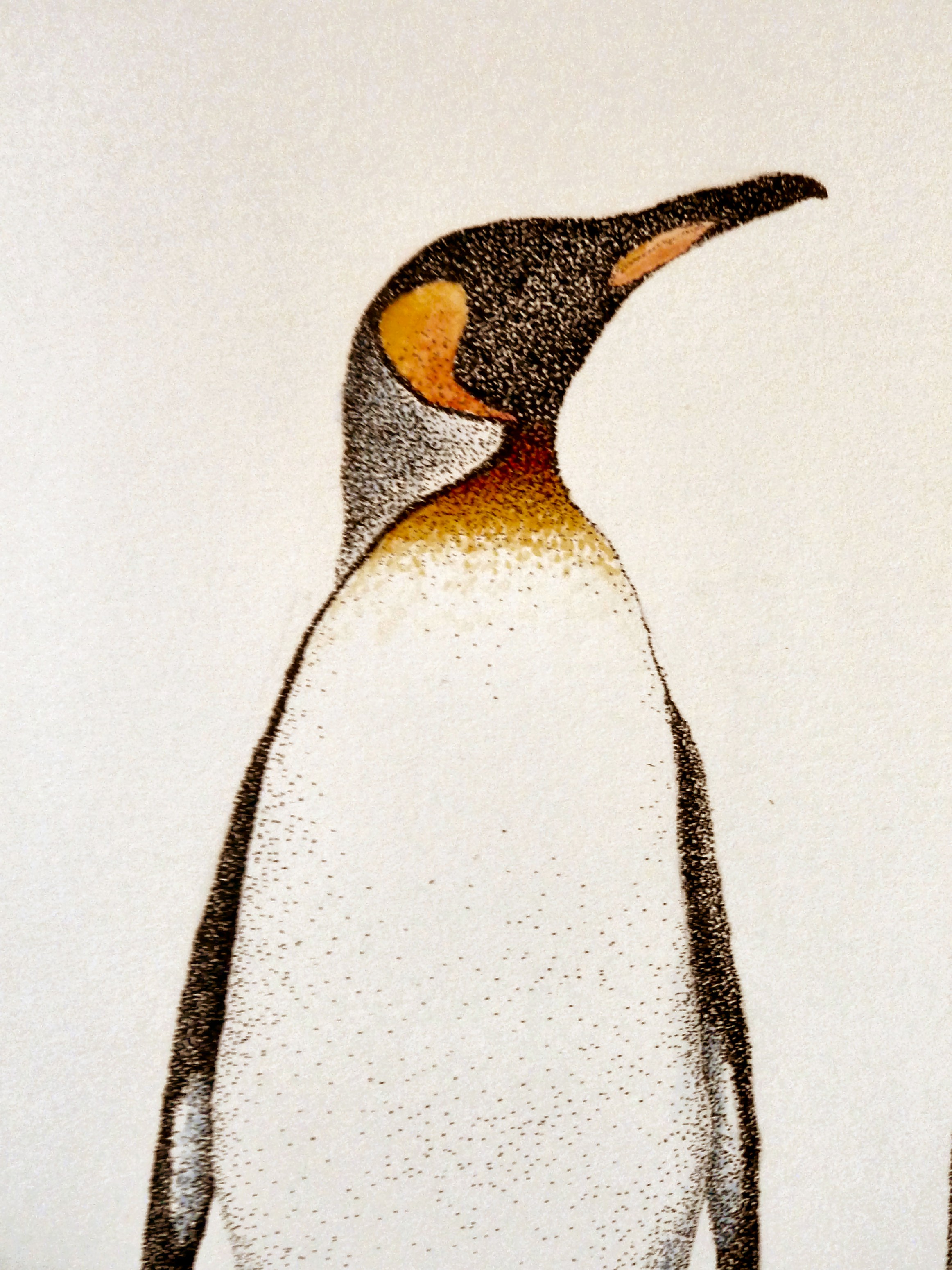 Grebe