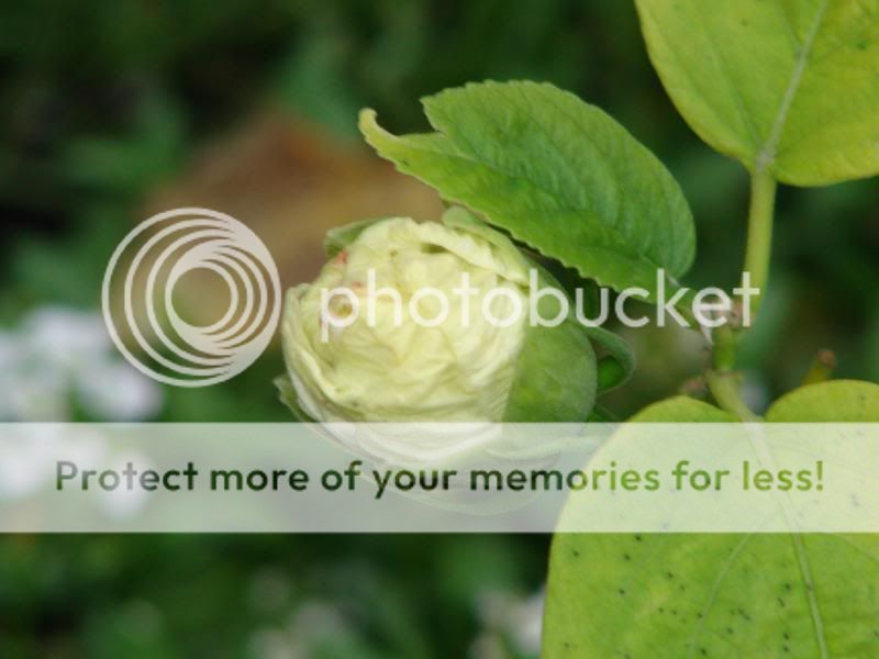 http://img.photobucket.com/albums/v11/otnorot/All%20plants/041_zps53ac3f85.jpg