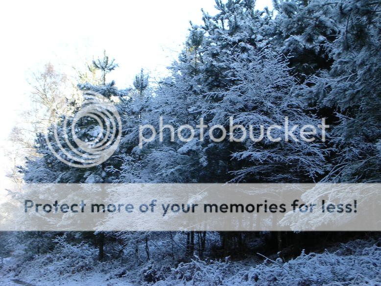 http://i27.photobucket.com/albums/c186/DavidKnapper/Winter%20Wonderland/DSCN0185.jpg