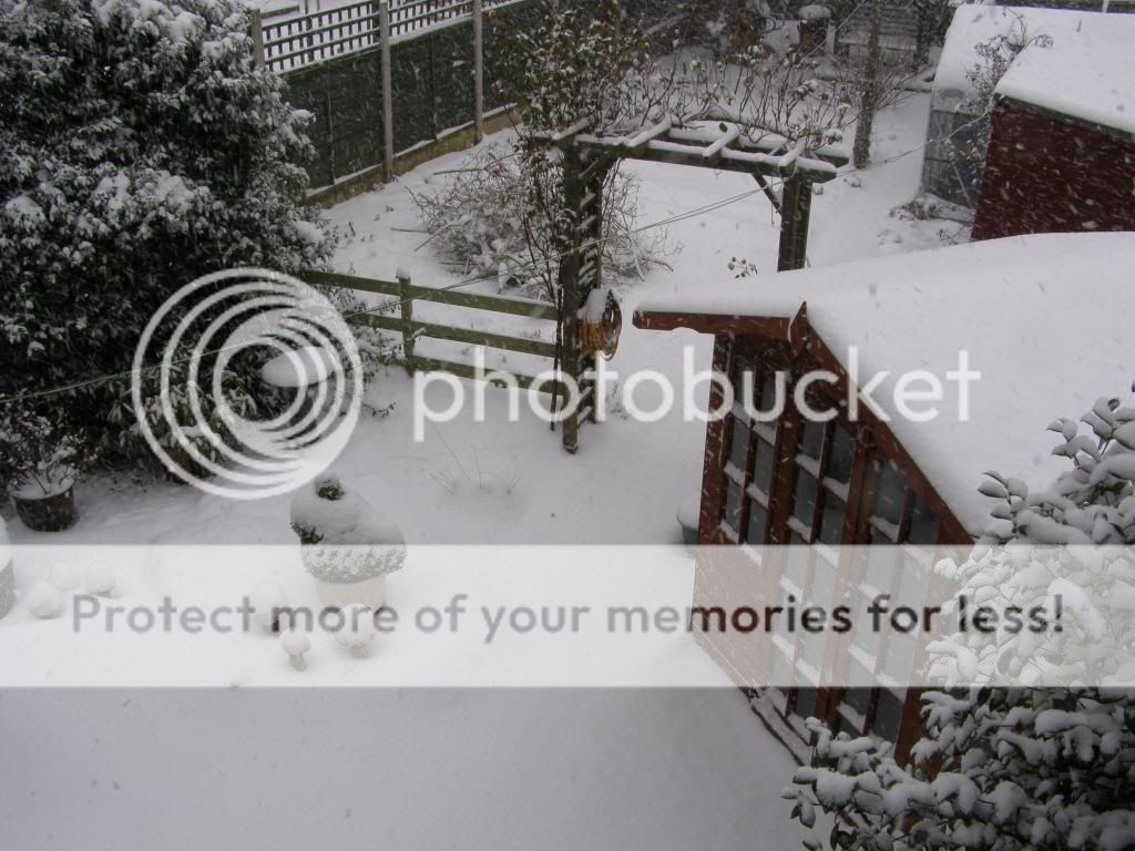 http://i27.photobucket.com/albums/c186/DavidKnapper/SnowyGarden2_zps8bf9ea23.jpg