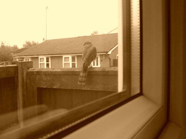 wigeon