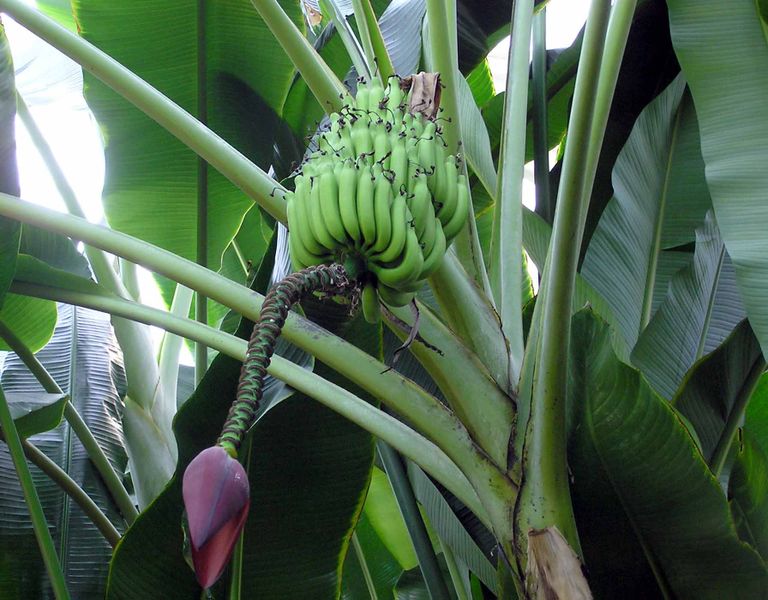 http://upload.wikimedia.org/wikipedia/commons/thumb/b/b6/Banana.plant.kewgardens.arp.jpg/768px-Banana.plant.kewgardens.arp.jpg