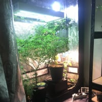 sinderyt151R93x17HK