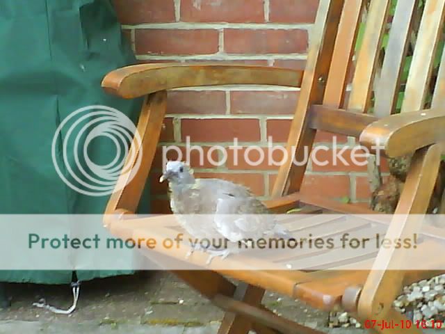 http://i1145.photobucket.com/albums/o502/lavenderlady1/Pigeons/Various038.jpg