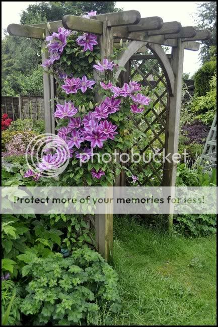 http://i232.photobucket.com/albums/ee192/thebear843/Garden/Garden4.jpg