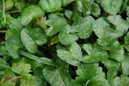 http://www.eatweeds.co.uk/images/lesser-celandine-recipe-step1.jpg
