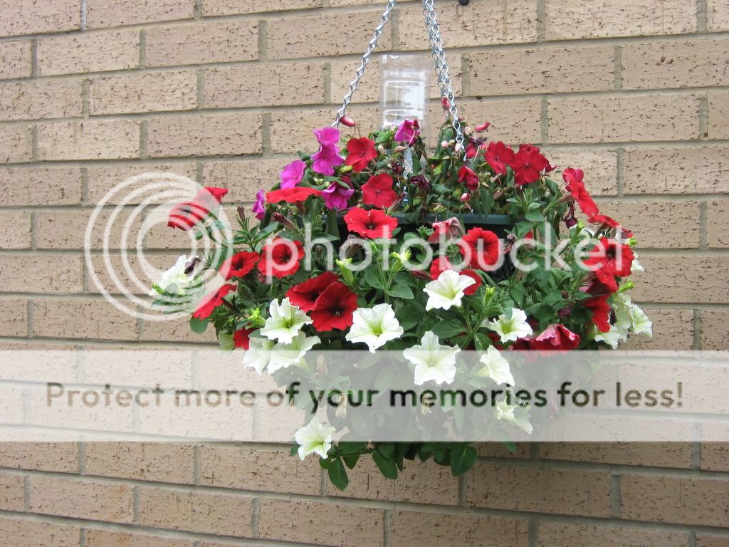 http://i826.photobucket.com/albums/zz184/rainjustlearning/Hanging%20Baskets%202010/IMG_0114.jpg