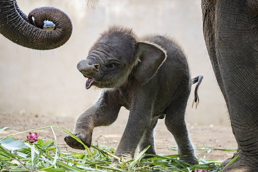 A month-old male Sumatran elephant