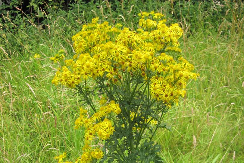 https://www.agric.wa.gov.au/sites/gateway/files/ragwort_0.jpg