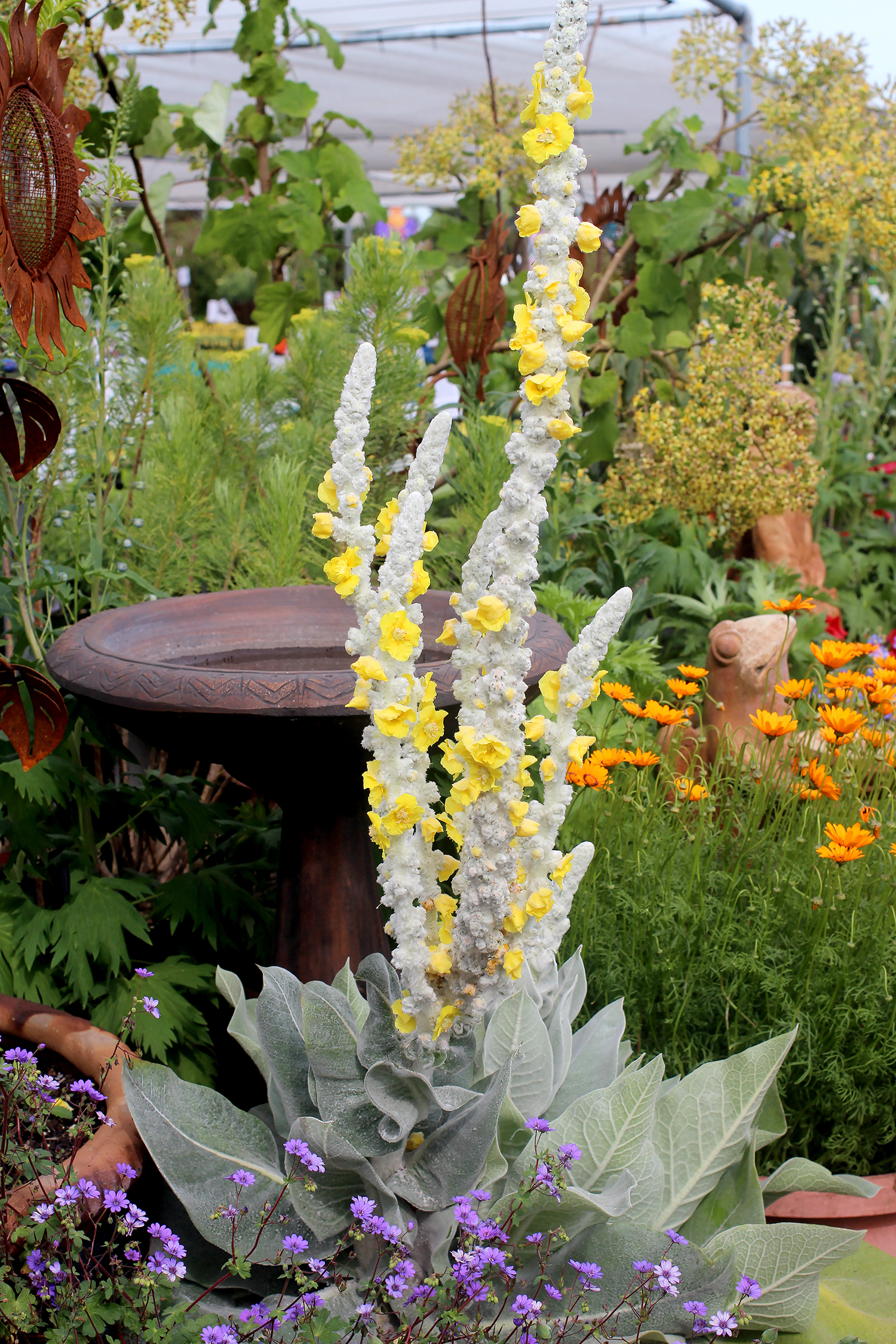 Image result for verbascum arctic summer
