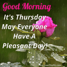 Good Morning Happy Thursday GIFs  Tenor