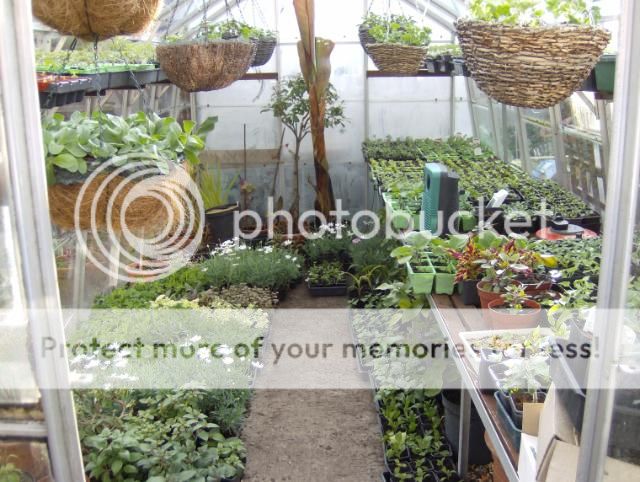 http://i1131.photobucket.com/albums/m551/lilylouise1/sunnymorning003-2.jpg