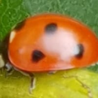 Ladybird4