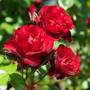 Aster2